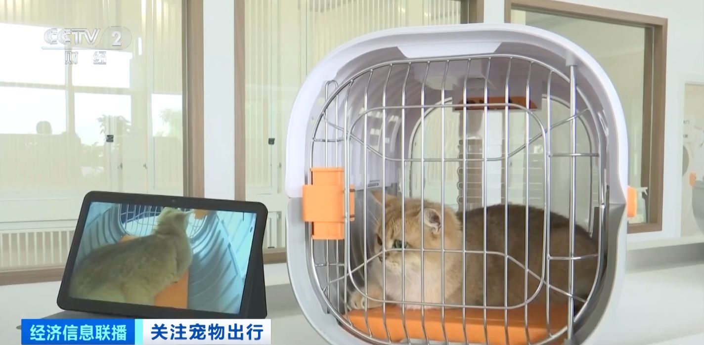 猫狗分区 全国首家宠物候机厅在深圳机场启用