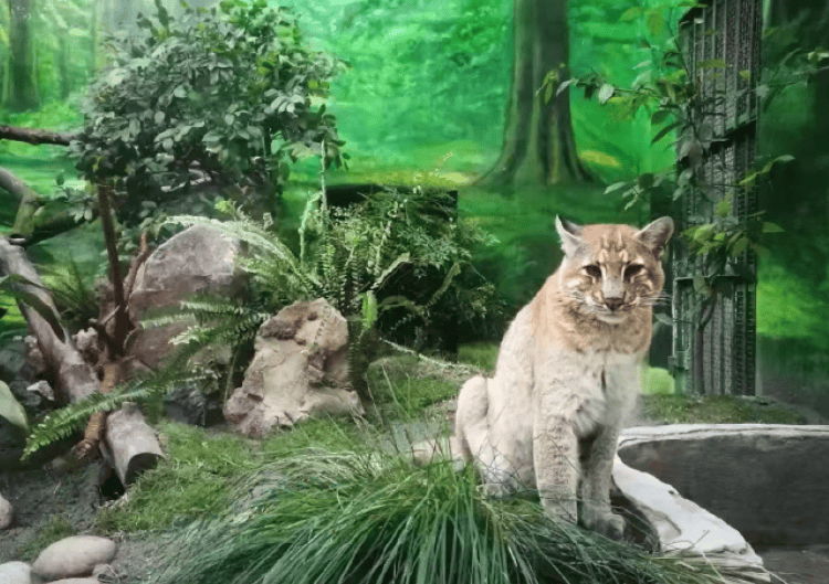 重庆动物园金猫“阿宅”走了 超过15岁，国内豢养数量寥寥无几